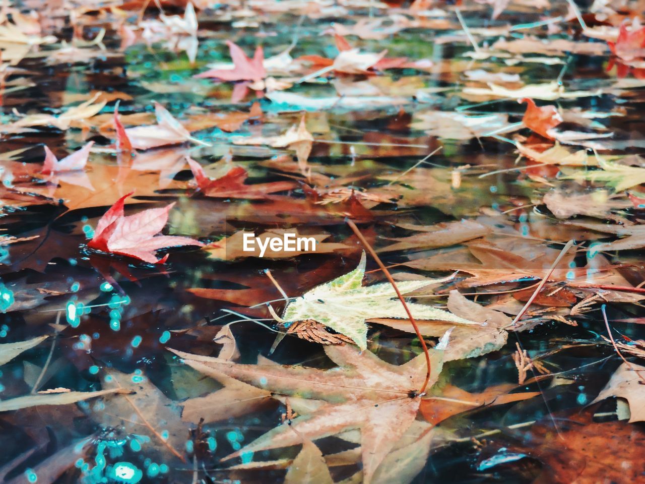 High angle view of leaves floating on pond