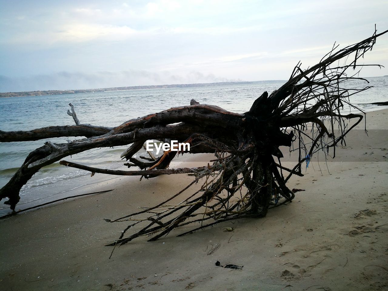 Driftwood on beach against sky