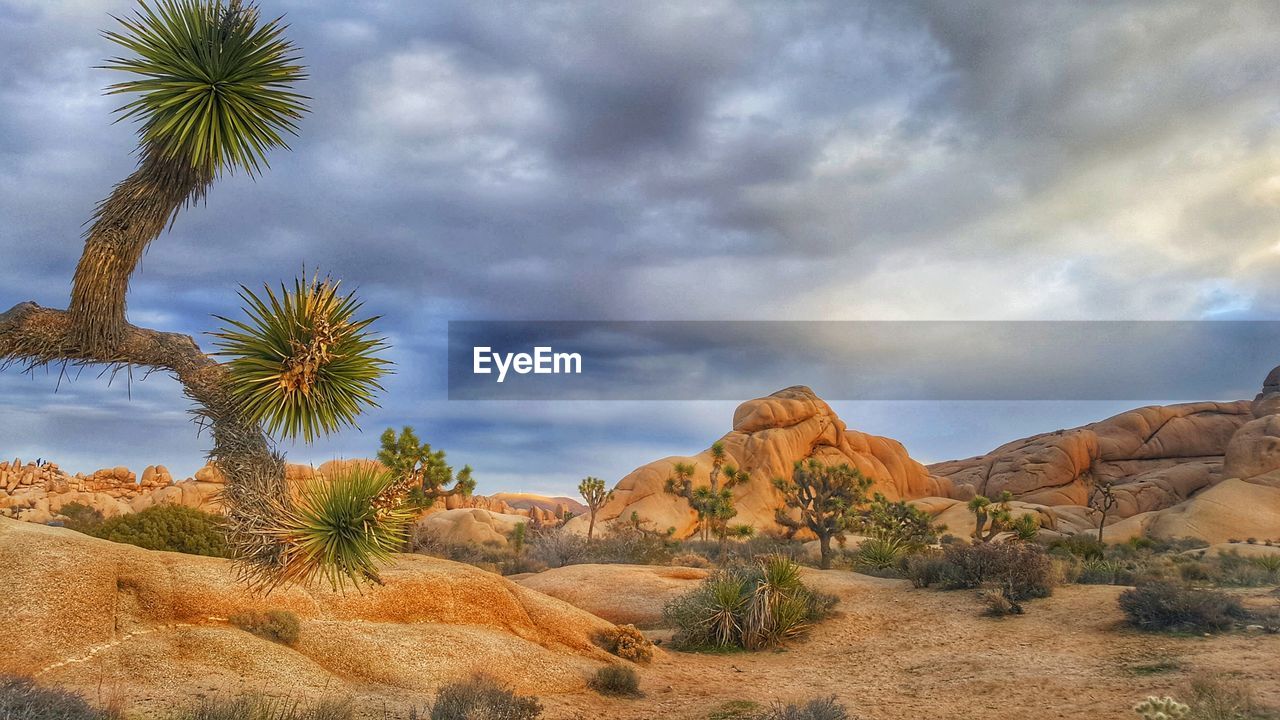 Scenic view of palm trees on landscape against sky