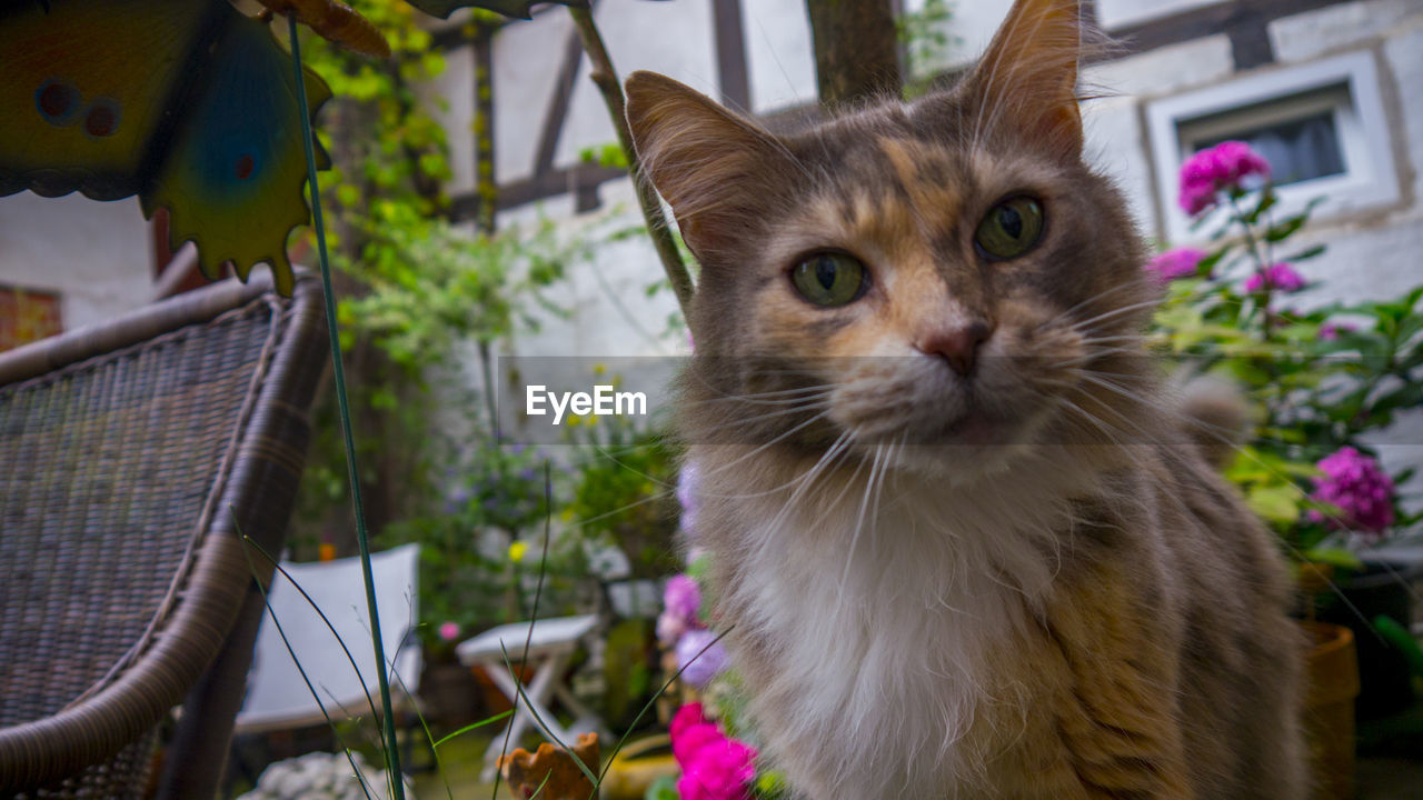 Close-up portrait of a cat