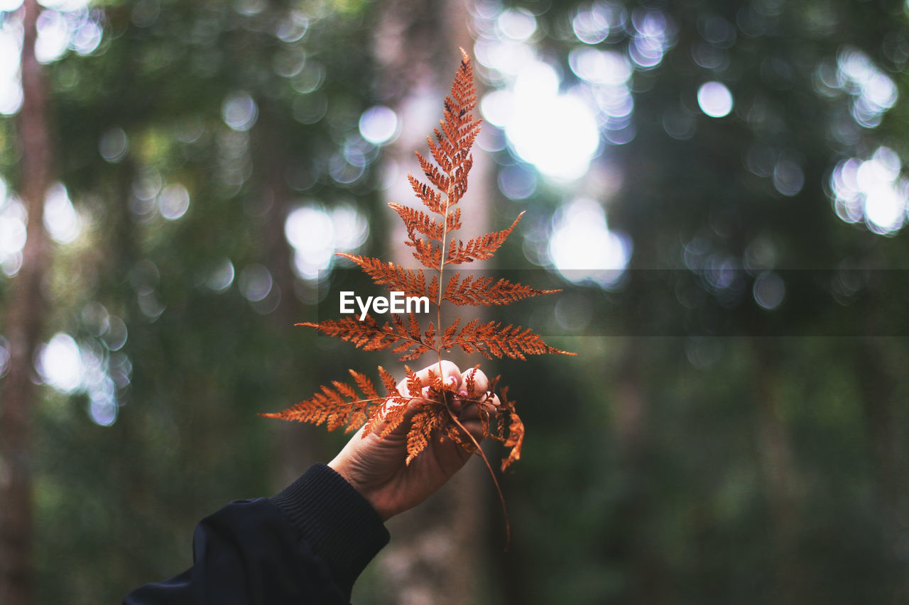 PERSON HAND HOLDING MAPLE LEAVES