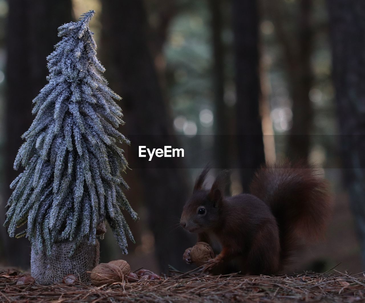 CLOSE-UP OF SQUIRREL