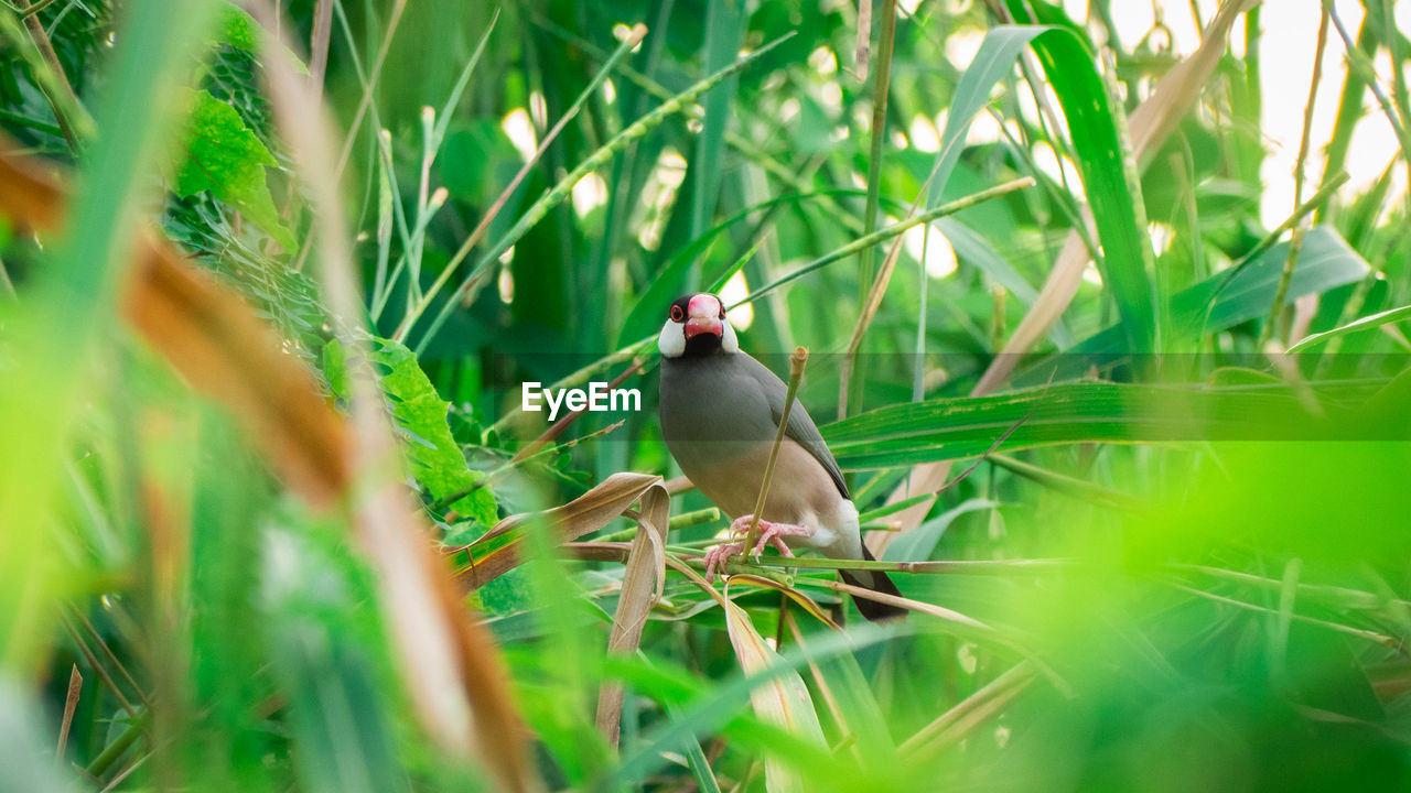 BIRD PERCHING ON GRASS IN FIELD