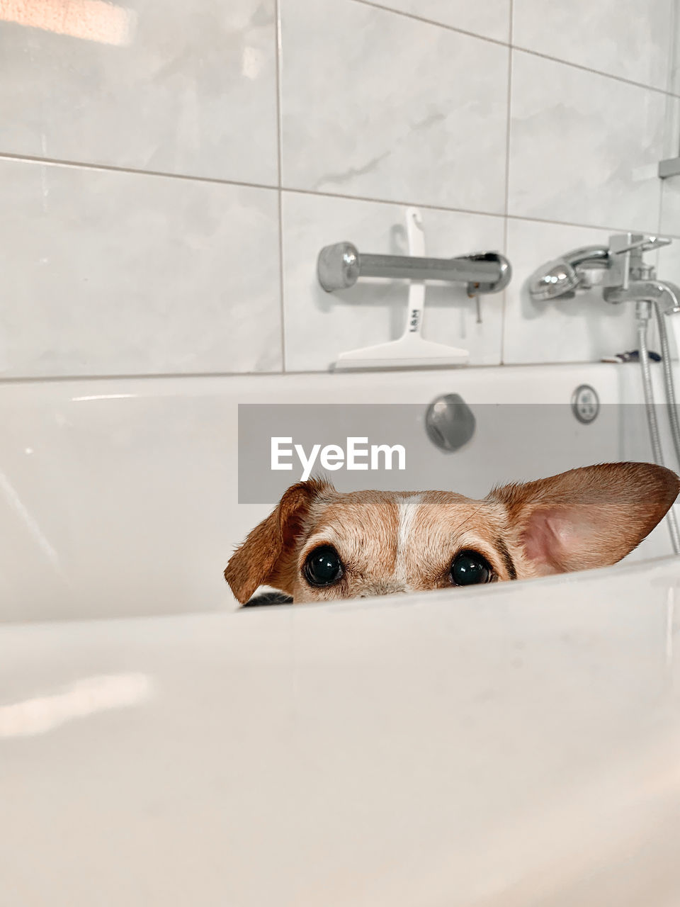 Portrait of dog sitting in bathroom