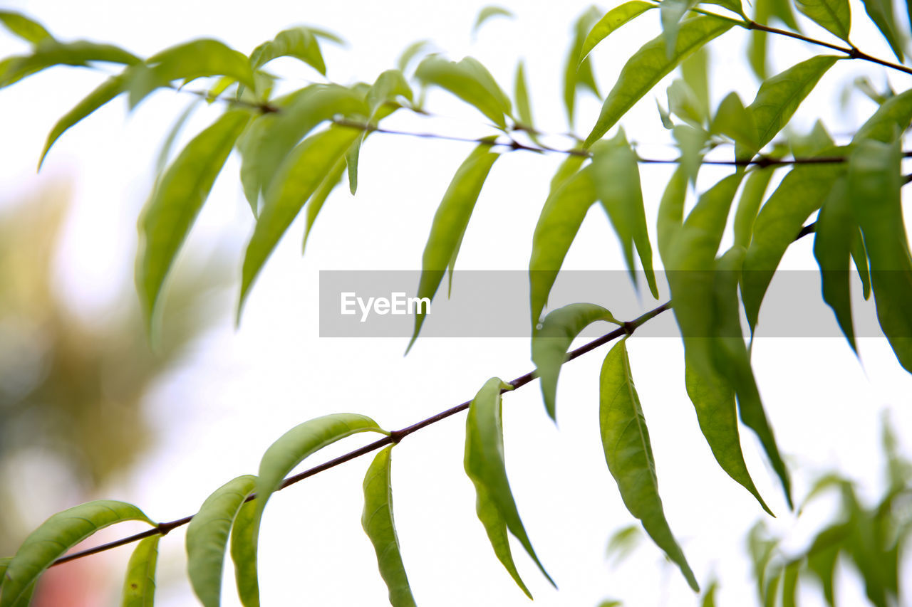 CLOSE-UP OF FRESH GREEN LEAVES ON BRANCH