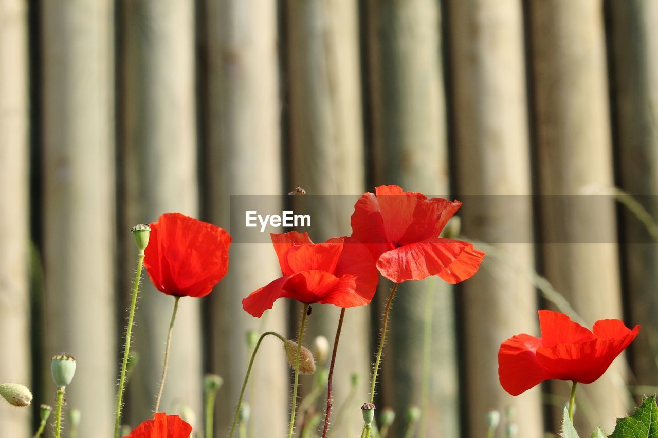 Close-up of red rose against plants