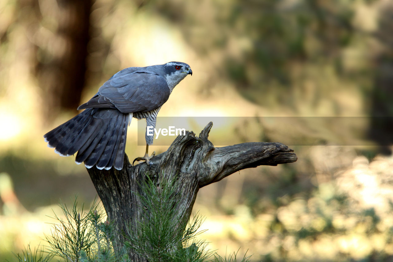 BIRD PERCHING ON A TREE