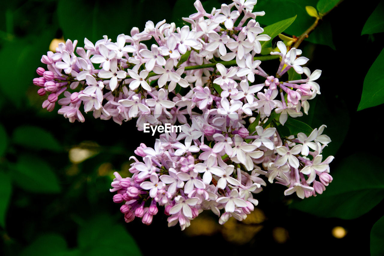 Close-up of purple flowers