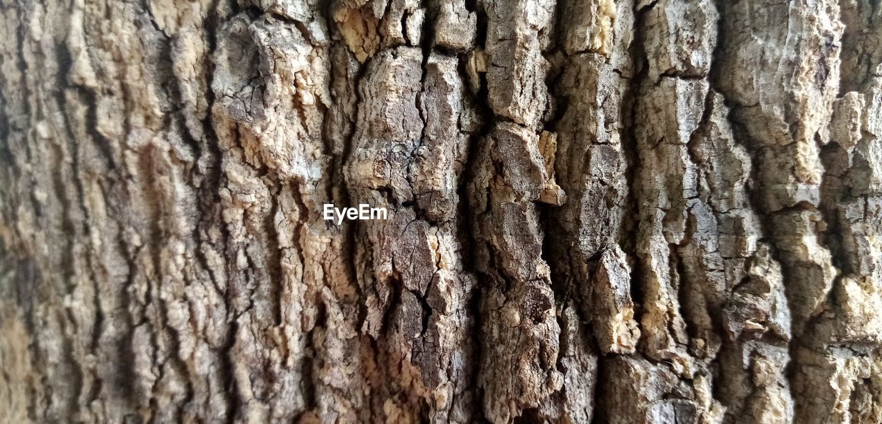 CLOSE-UP OF TREE BARK