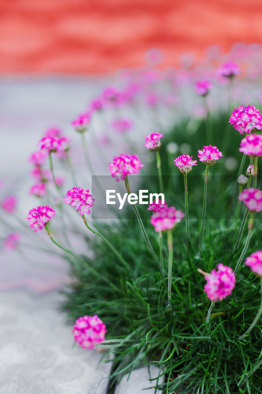flower, flowering plant, plant, pink, freshness, beauty in nature, nature, no people, close-up, petal, summer, garden cosmos, grass, fragility, flower head, outdoors, purple, springtime, growth, inflorescence, blossom, wildflower, land, selective focus, focus on foreground, environment, magenta, flowerbed, multi colored, field, day, flower arrangement, green, tranquility, plain