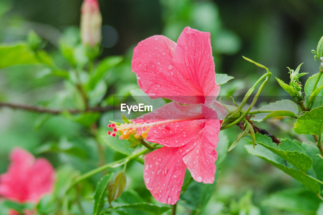 Close-up of wet pink rose flower