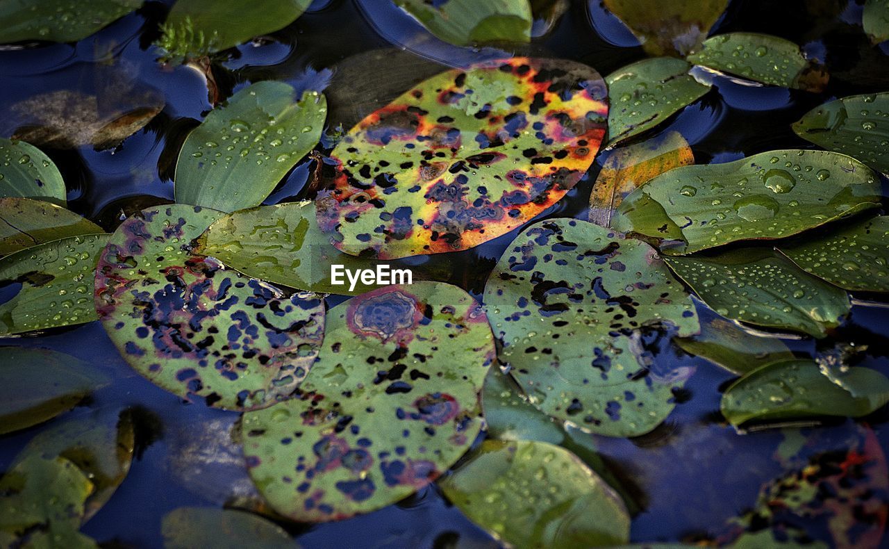 CLOSE-UP OF WET AUTUMN LEAF FLOATING ON WATER