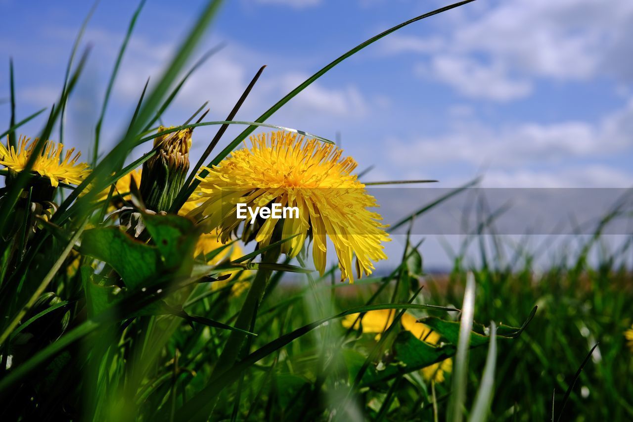 plant, nature, grass, flower, flowering plant, meadow, yellow, beauty in nature, sky, sunlight, freshness, prairie, green, field, growth, cloud, fragility, close-up, macro photography, no people, dandelion, flower head, land, leaf, landscape, springtime, wildflower, rural scene, outdoors, grassland, inflorescence, summer, day, environment, selective focus, petal, plain, focus on foreground, lawn, tranquility, vibrant color, blossom