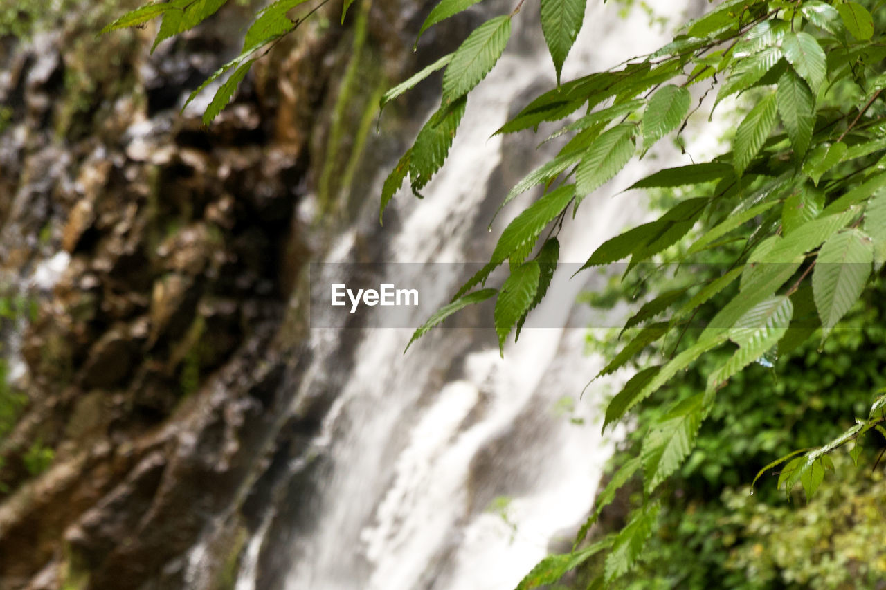 waterfall, plant, nature, beauty in nature, green, water, rainforest, tree, land, leaf, plant part, environment, forest, no people, scenics - nature, motion, growth, outdoors, branch, jungle, day, flowing water, vegetation, flower, close-up, blurred motion, natural environment, wet, rock, non-urban scene, freshness, long exposure, tropical climate