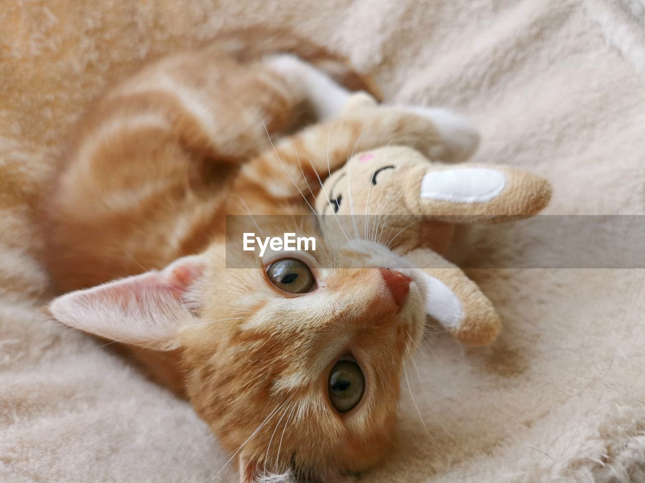 animal, animal themes, mammal, pet, cat, skin, domestic animals, one animal, close-up, whiskers, no people, indoors, nose, cute, relaxation, portrait, high angle view, lying down, young animal, looking at camera, animal body part, feline, domestic cat, toy, small to medium-sized cats, kitten