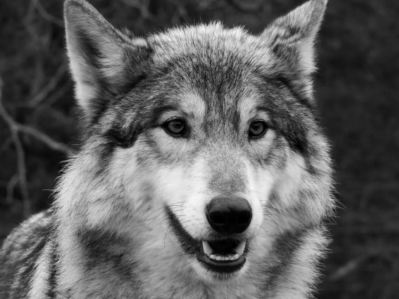 Portrait of wolf