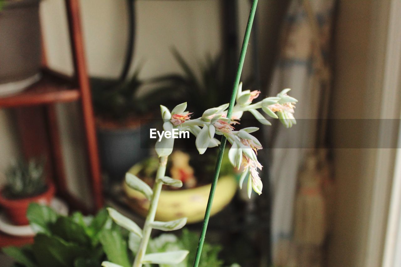 CLOSE-UP OF FLOWERING PLANT