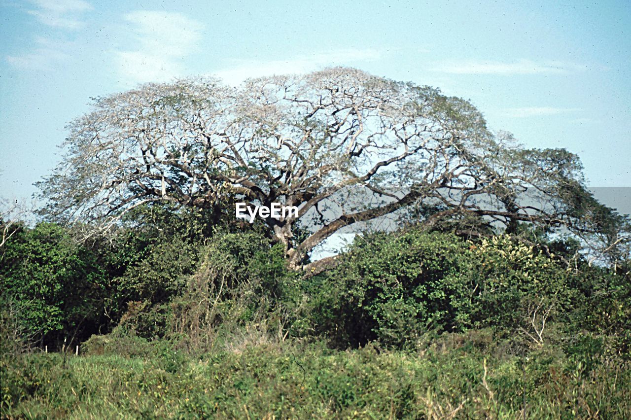 TREES GROWING ON FIELD