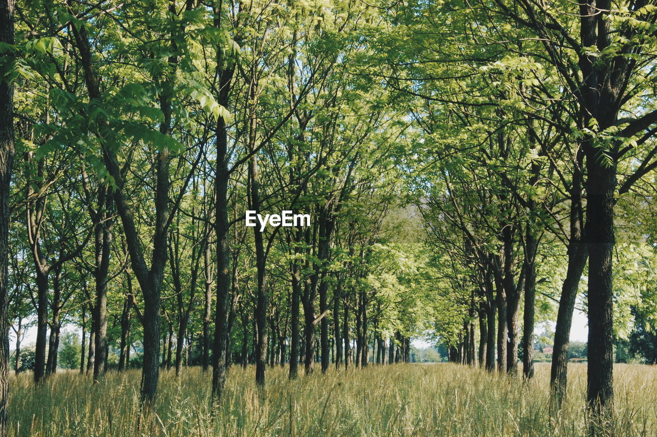 TREES GROWING IN FOREST