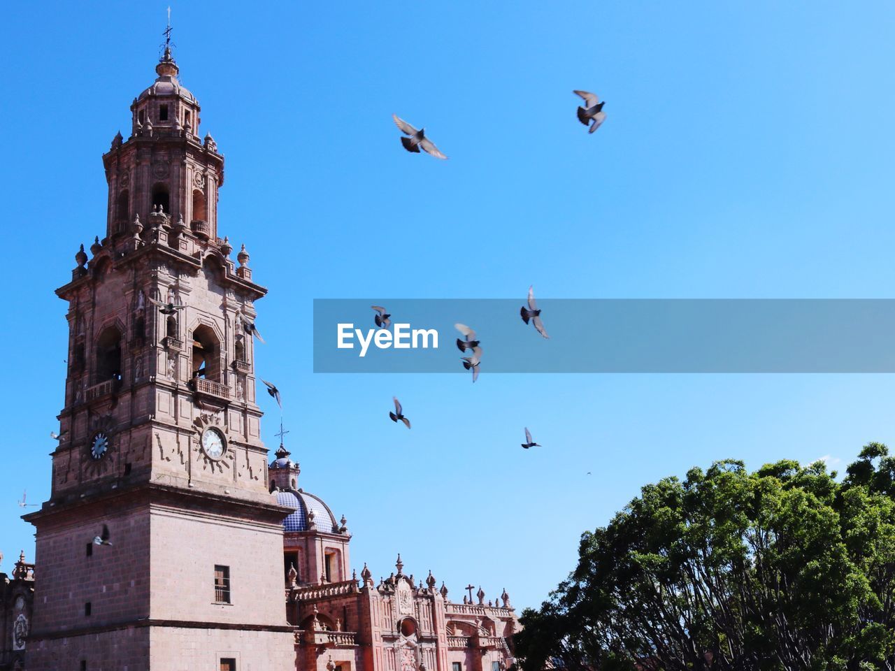 LOW ANGLE VIEW OF BIRDS FLYING IN SKY