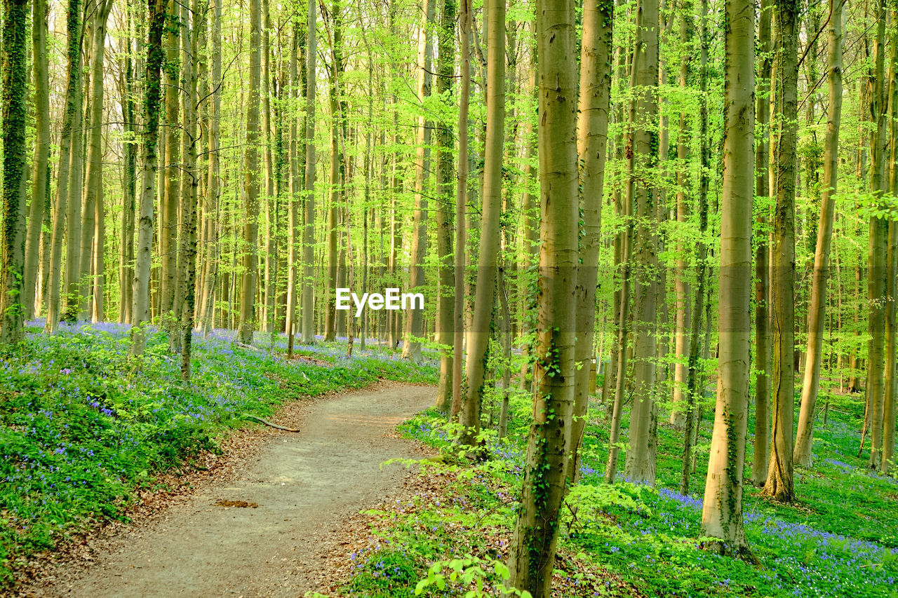 Pine trees in forest