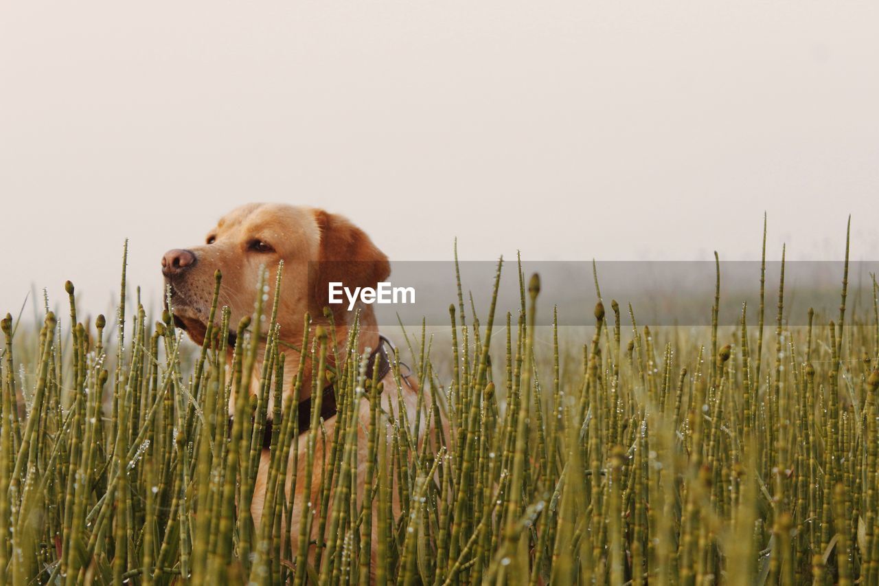 DOG IN FIELD