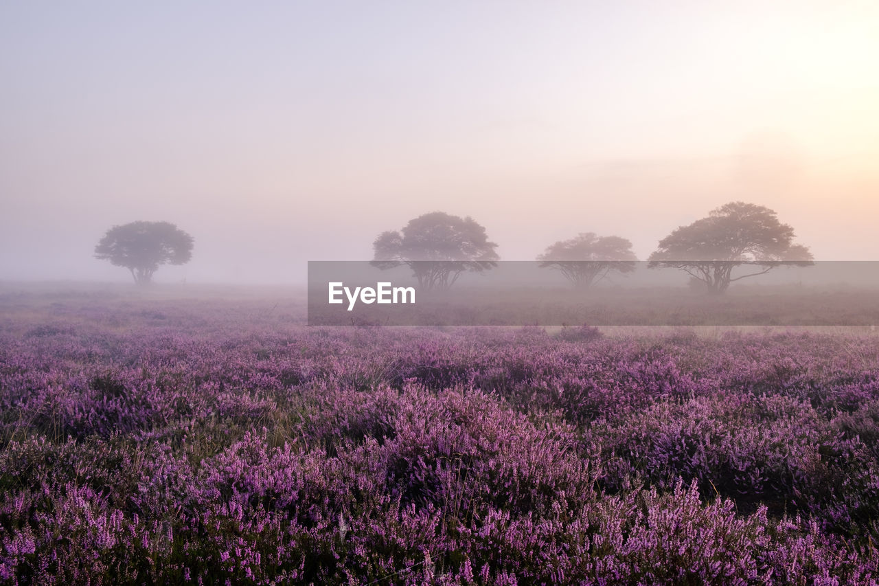 Trees on field against sky during sunset