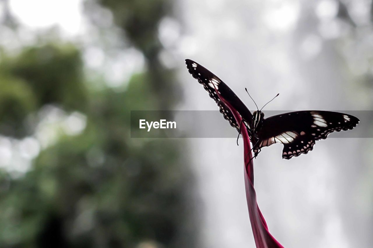 Close-up of butterfly perching on leaf