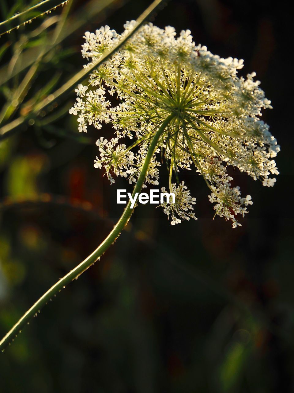 CLOSE-UP OF FLOWERING PLANTS
