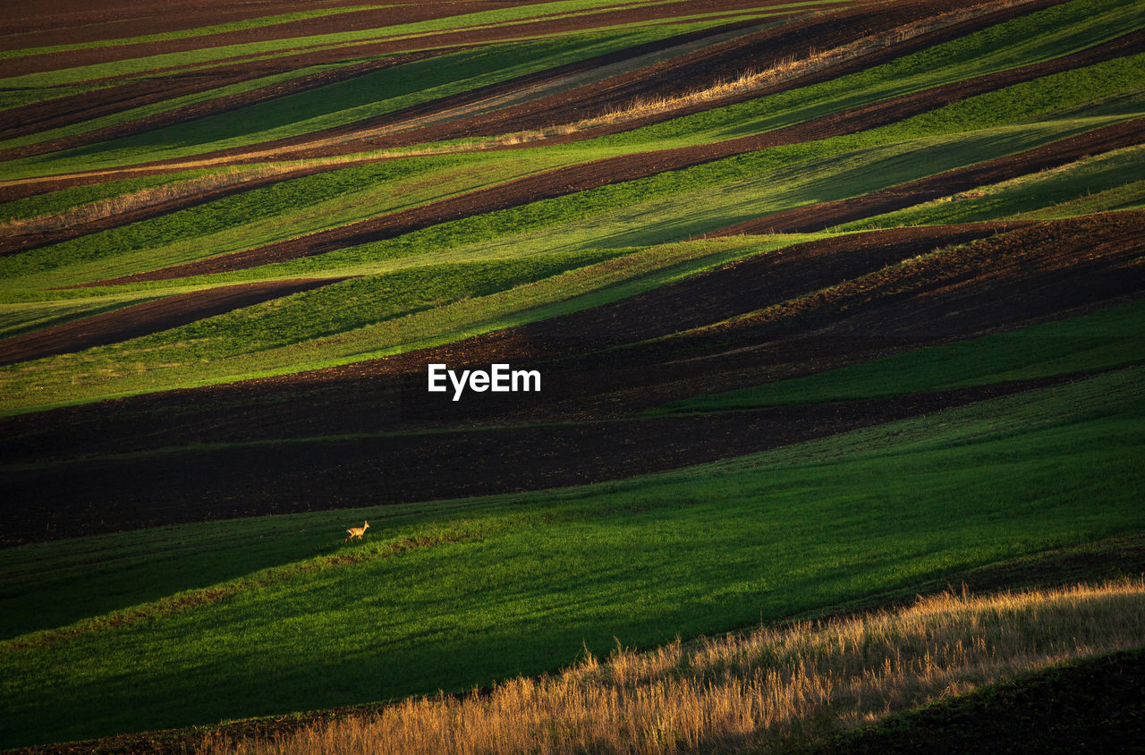 SCENIC VIEW OF RICE PADDY