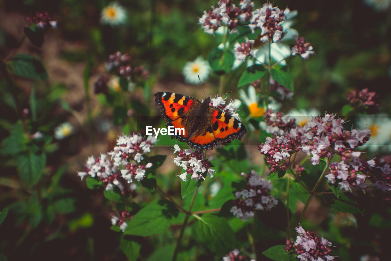 BUTTERFLY ON FLOWER