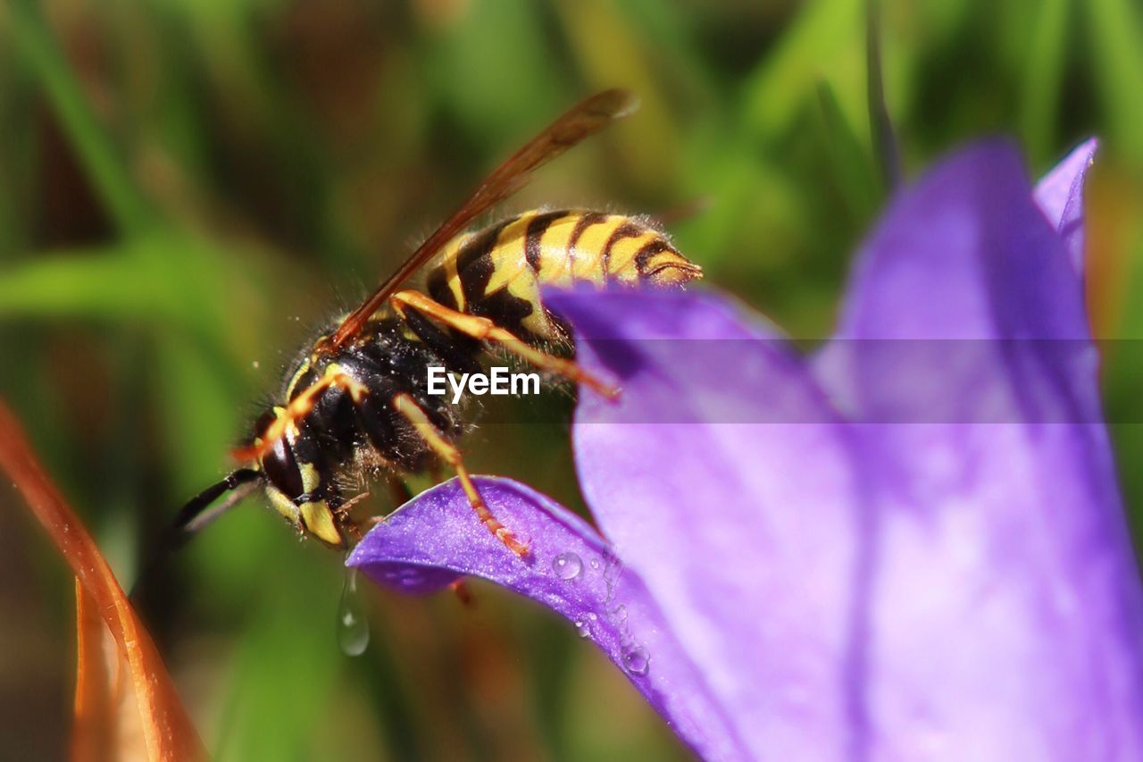 Close-up of bee pollinating on purple flower