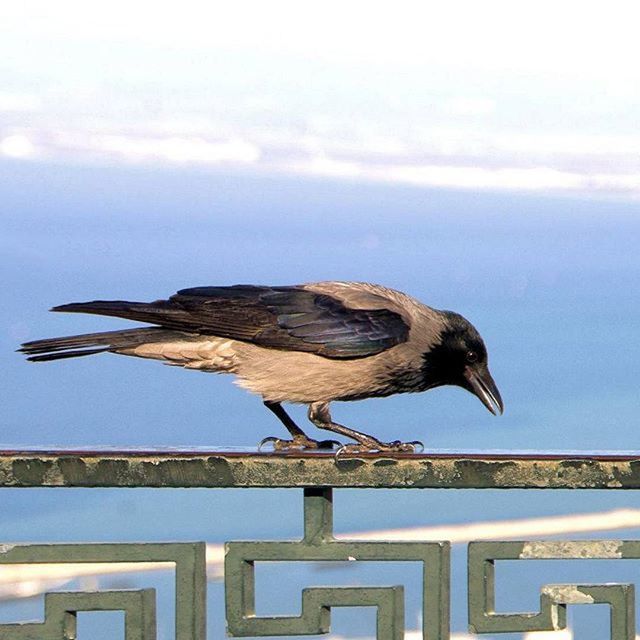 CLOSE-UP OF BIRD ON WALL