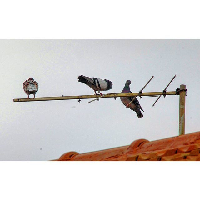 LOW ANGLE VIEW OF BIRD PERCHING ON WALL