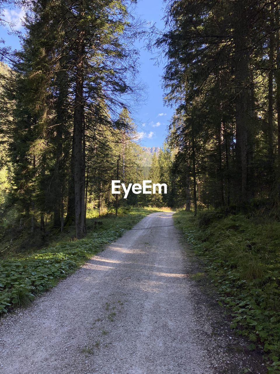 Empty road amidst trees in forest