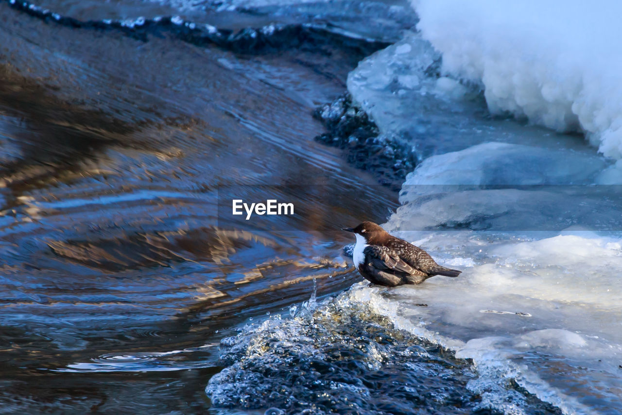 High angle view of bird perching on rock