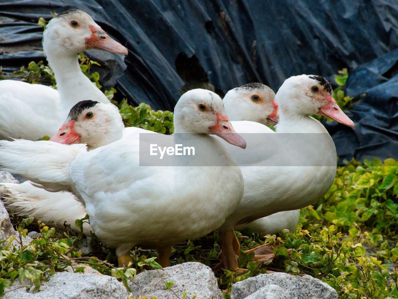 Close-up of white ducks on rock at the farm in melaka, malaysia.