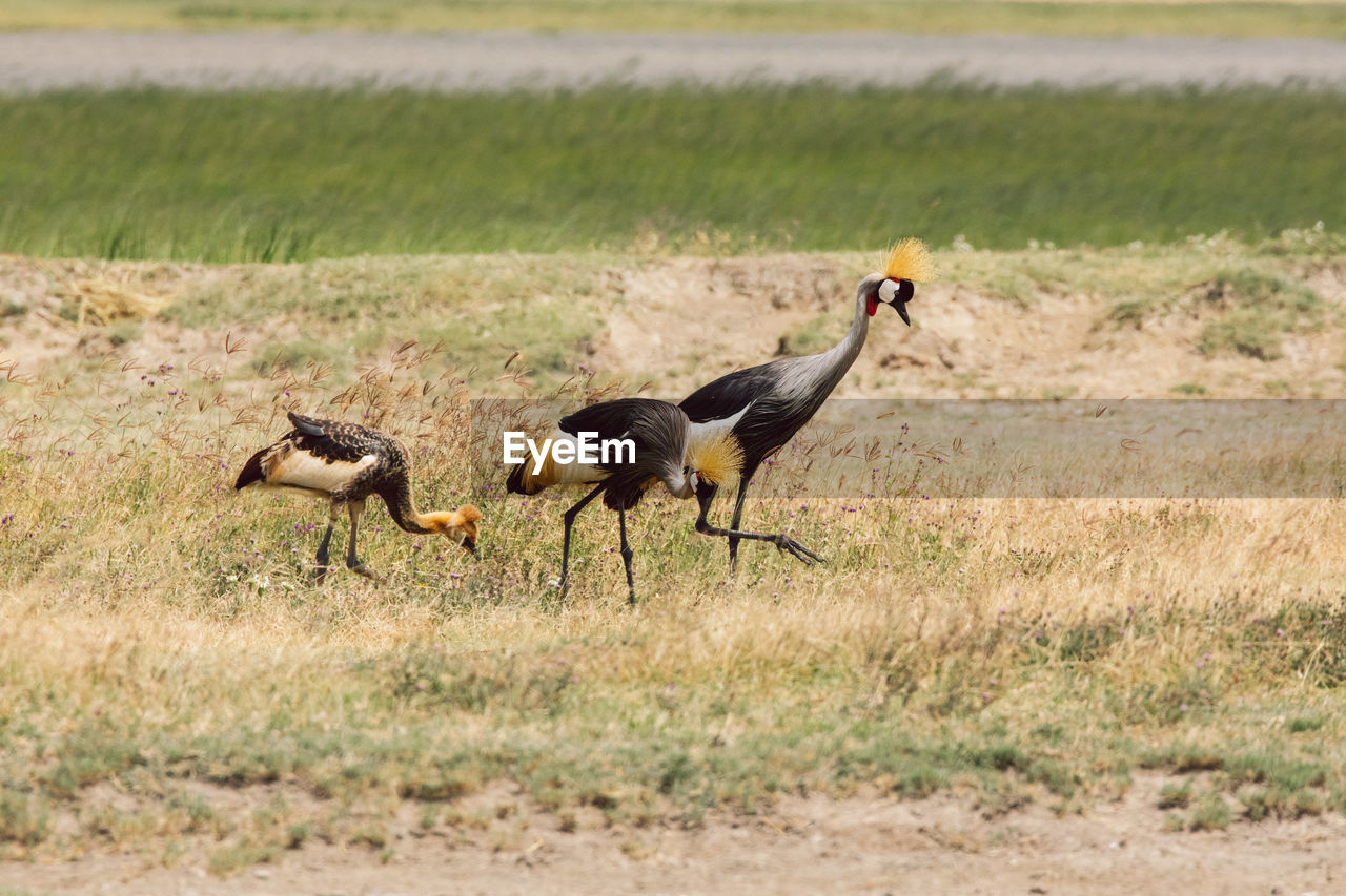 Side view of a grey-crowned crane on field