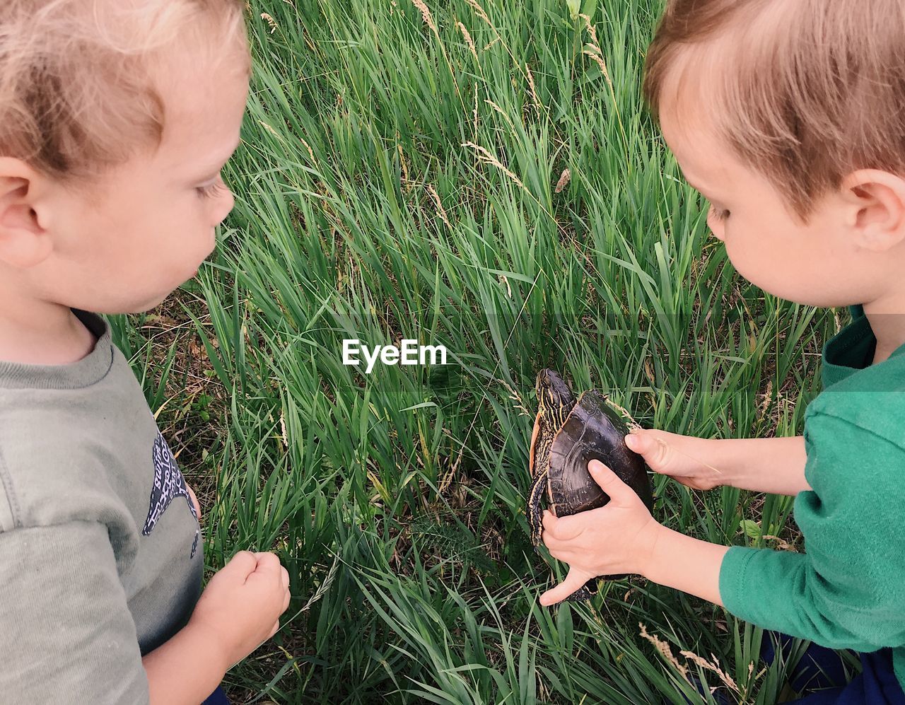 Children with turtle in grass
