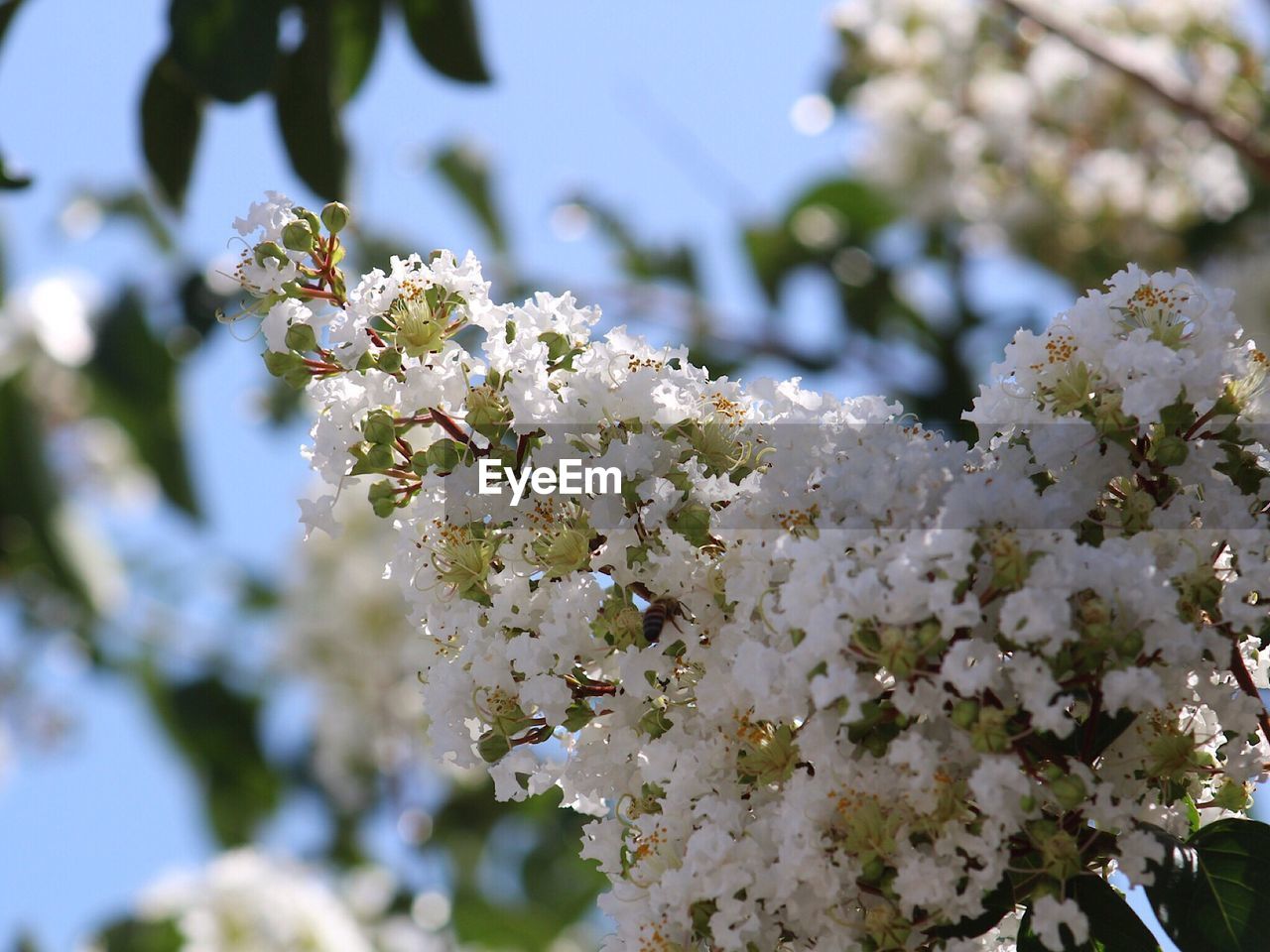 WHITE APPLE BLOSSOMS IN SPRING