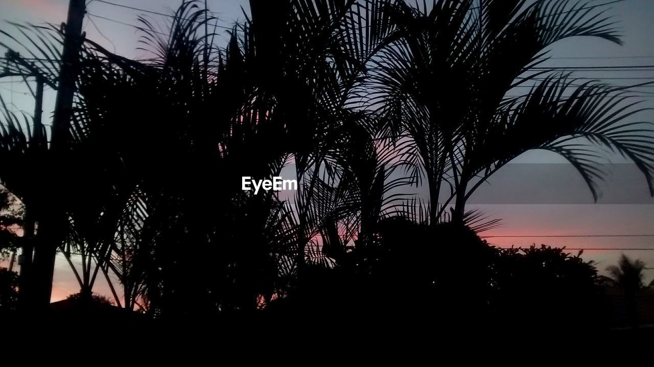 LOW ANGLE VIEW OF SILHOUETTE PALM TREES AGAINST SKY AT NIGHT