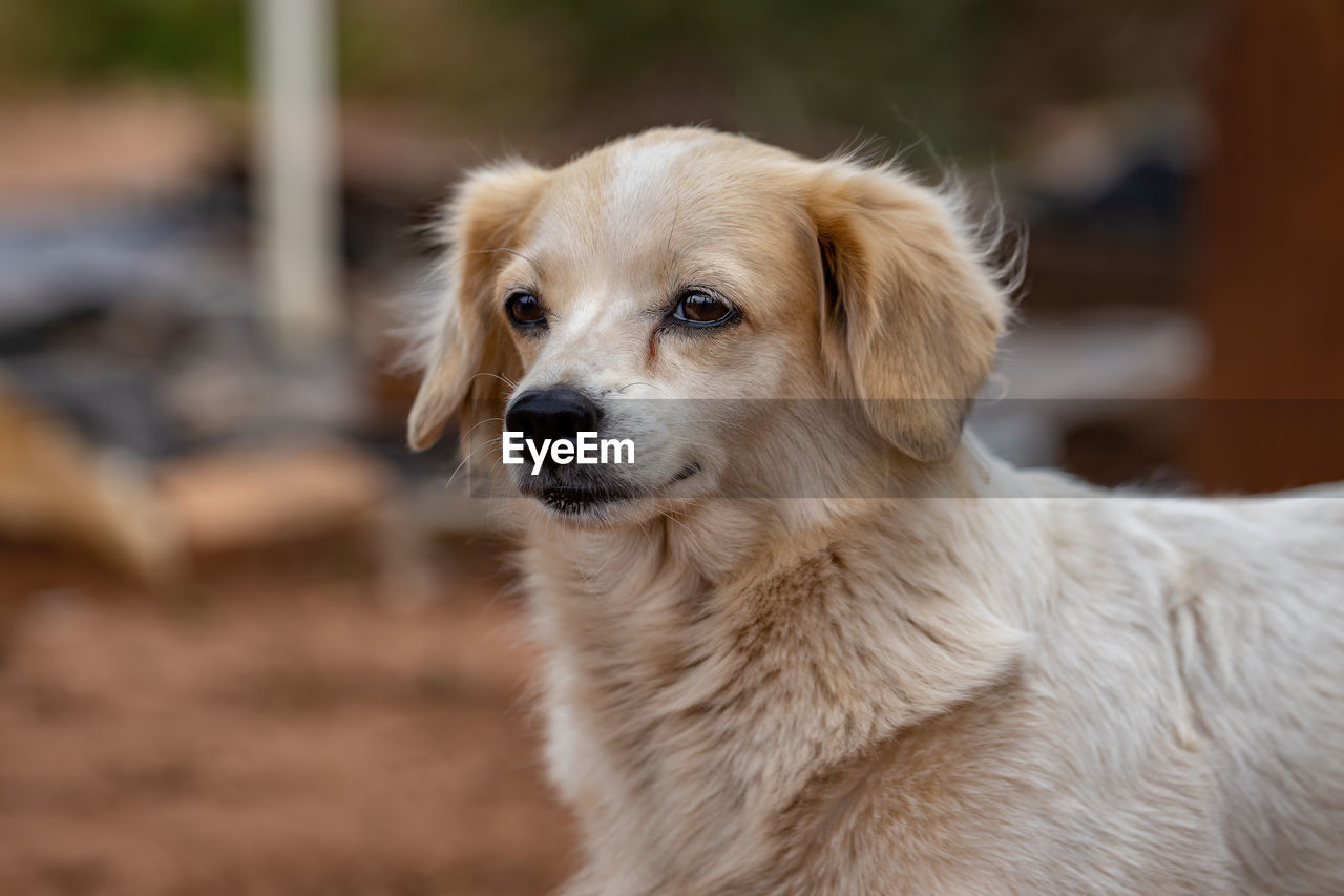 CLOSE-UP PORTRAIT OF A DOG