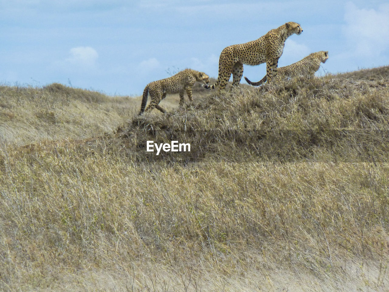 Cheetahs on grassy field against sky