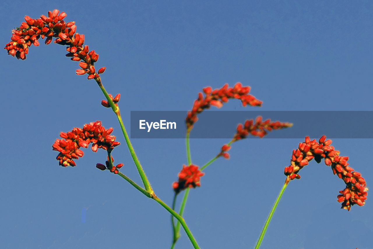 Low angle view of red flowering plant against clear blue sky