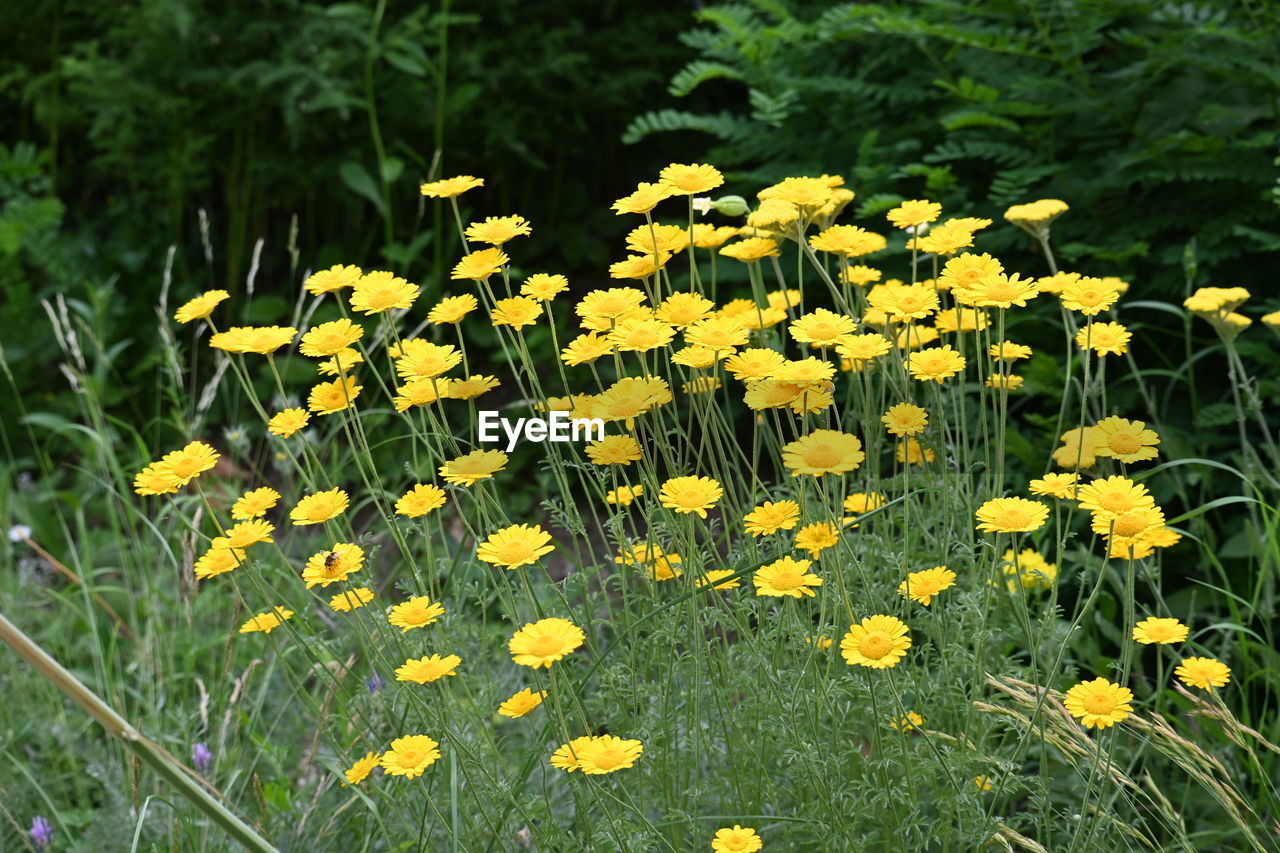 plant, flower, flowering plant, growth, beauty in nature, yellow, freshness, fragility, nature, meadow, land, field, wildflower, flower head, no people, inflorescence, day, petal, green, close-up, outdoors, high angle view, grass, prairie, springtime, tranquility, botany, blossom, sunlight