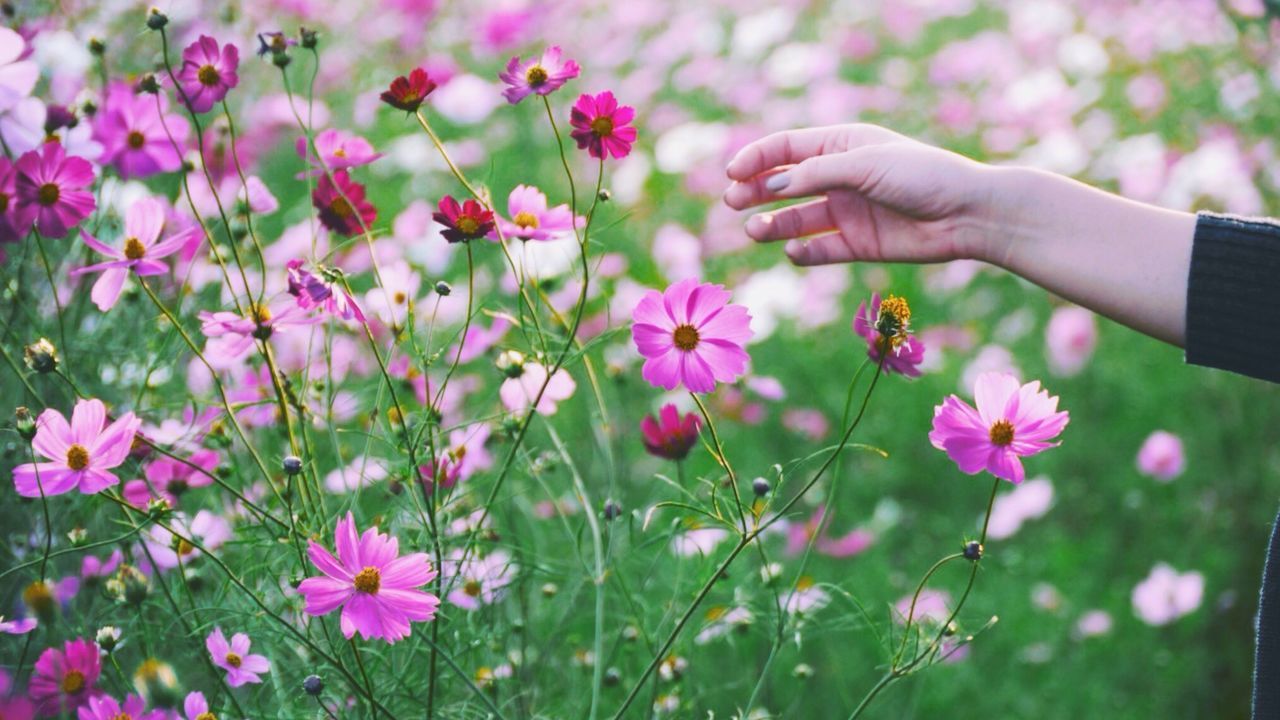 Cropped hand of woman reaching for pink flowers blooming outdoors
