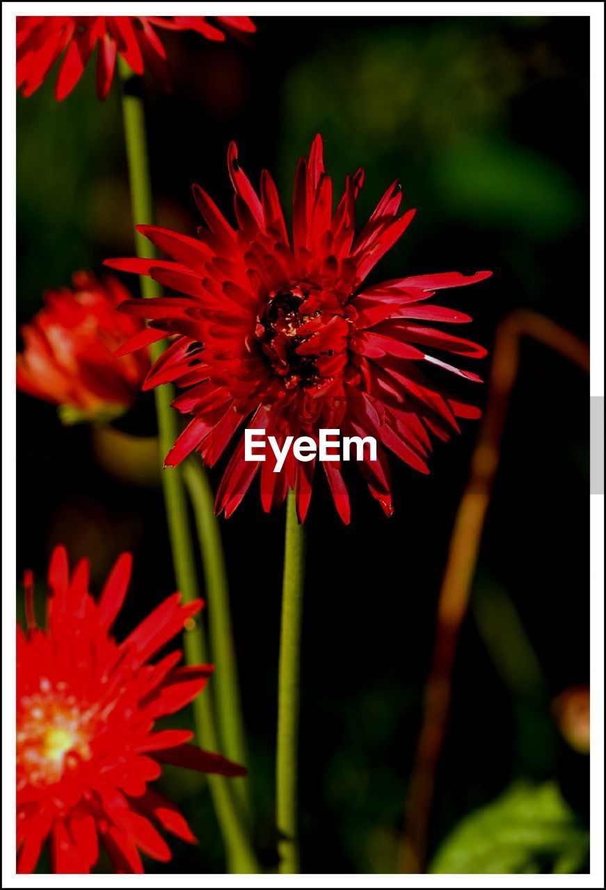 CLOSE-UP OF RED FLOWERS