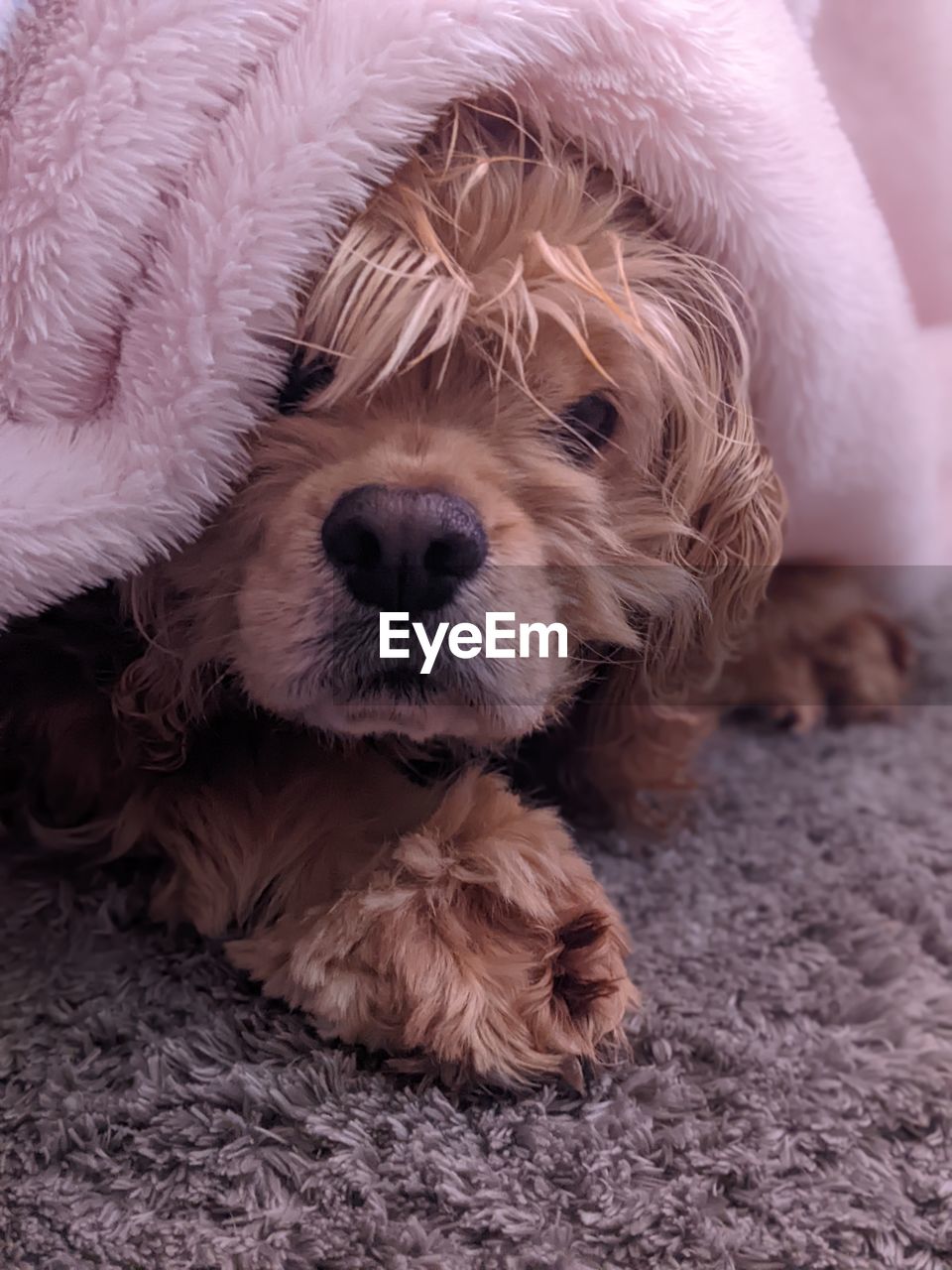Lucie and her pink blanket