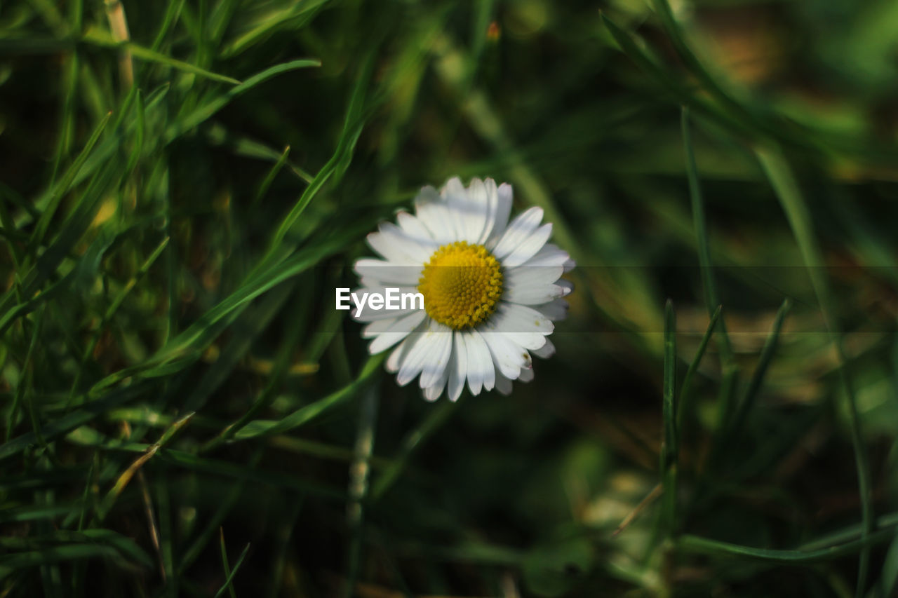 Close-up of white daisy flower