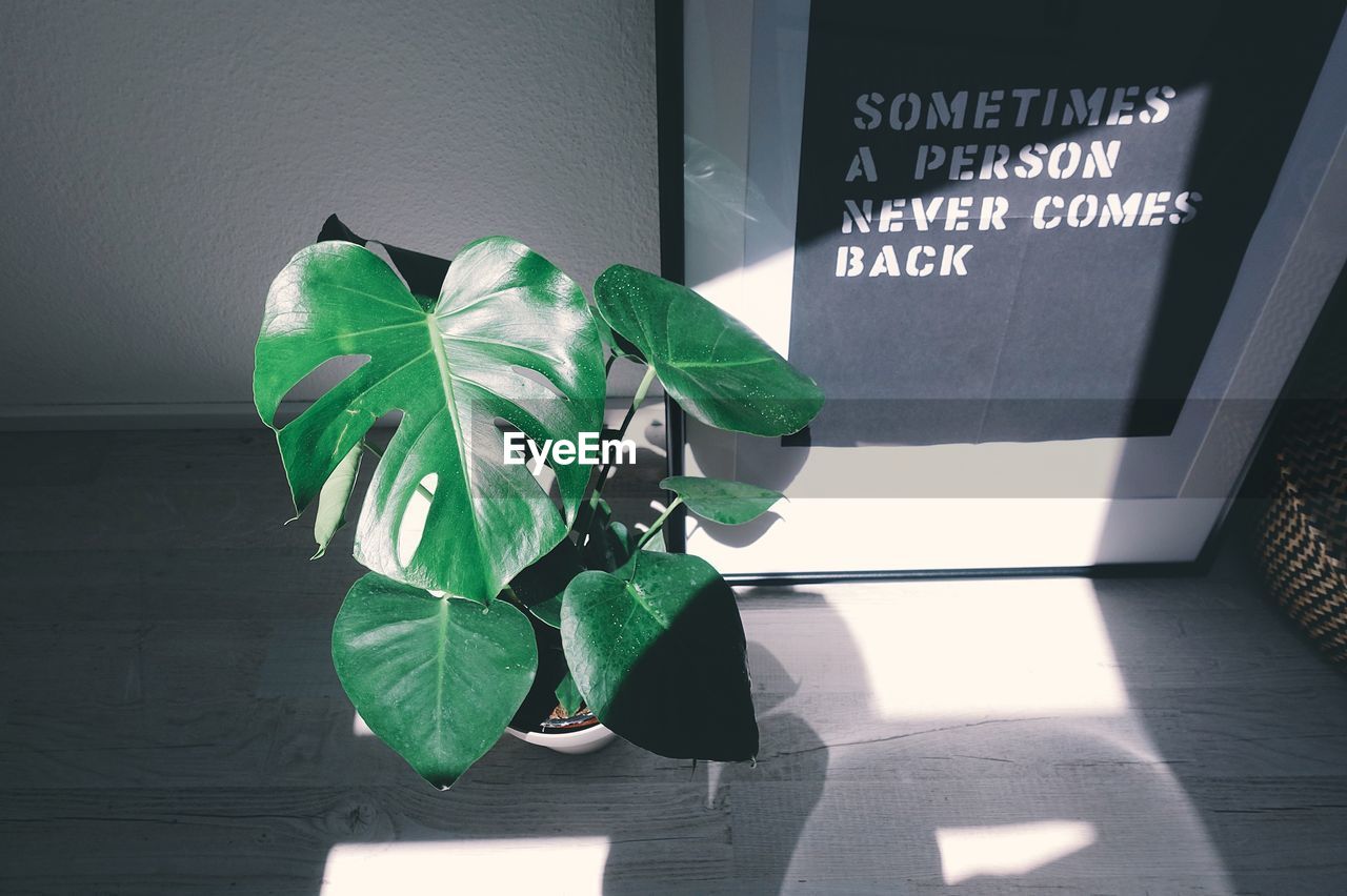 GREEN PLANT WITH SHADOW OF PLANTS